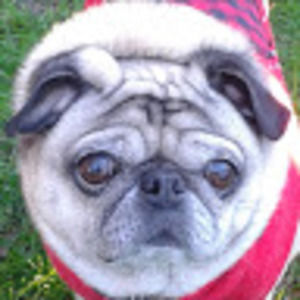 Meet your Posher, Chris bruno